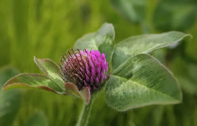 $Purple Flower Puyallup 1 a.webp