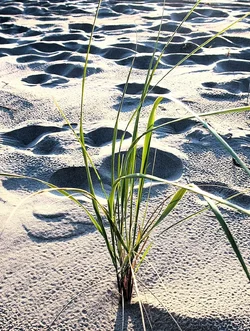 sand grass jp.webp