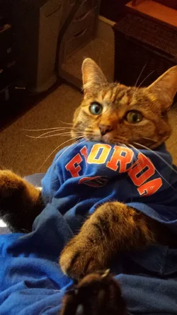 rs Mrs Parker Gator Fan.webp rs Mrs Parker Gator Fan.webp