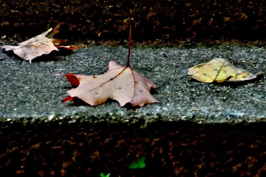 DSC_4314.webp