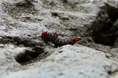 Red Humped Caterpillar.webp
