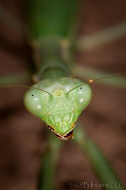 Mantis-010080.jpg