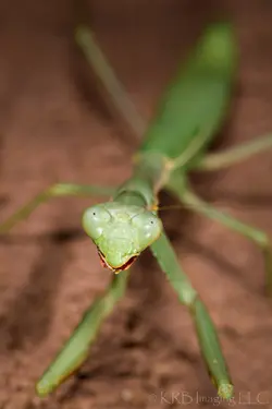 Mantis-010081.webp