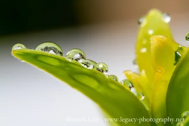 Macro- droplets on a leaf - face and white background.webp