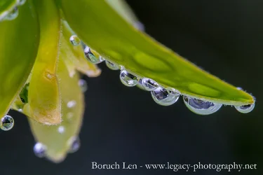 Macro- droplets on a leaf - upside down.webp