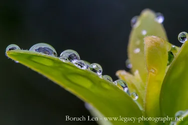 Macro- droplets on a leaf.webp