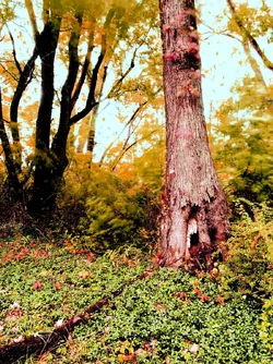 tree michigan lil house.webp