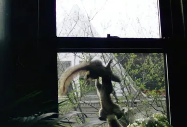 Squirrels.webp