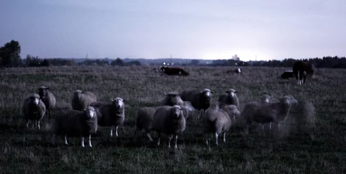 sheep.webp
