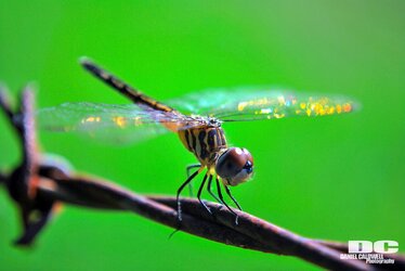 dragon fly 1.jpg