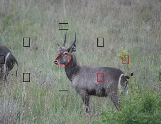 Waterbok.webp Waterbok.webp
