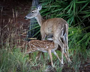 Breakfast-Twins.webp