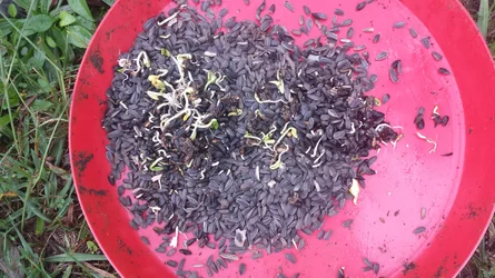 birdseedsprouts.webp