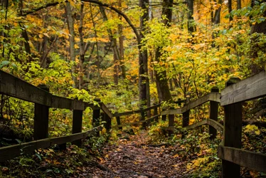 Fall Trails.webp