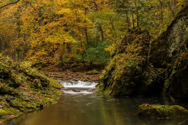 Fall Falls.webp