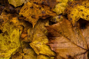 Fall Leaves.webp