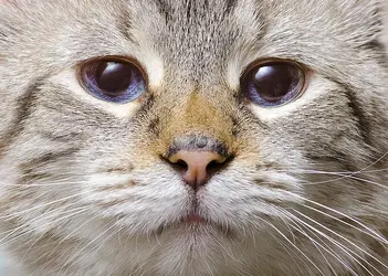 fluffy_0077editweb.webp