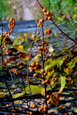 DSC_5304.webp