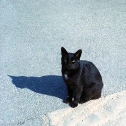 Black cat.webp