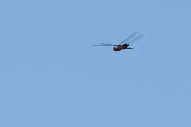 2012-08-18_12-54-28_322C3289_640.webp
