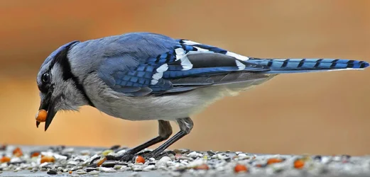 bluejay2.webp