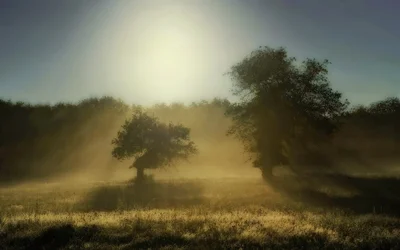 foggytrees2.webp