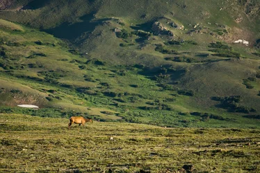 Mountain Life.webp