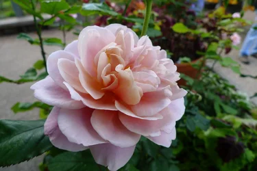 L1000204.webp