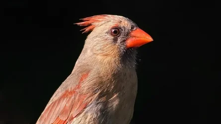 cardinal.webp