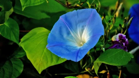 morning glory.webp