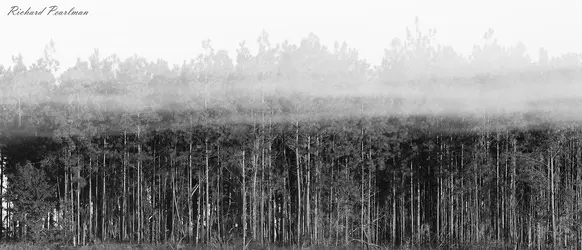 Treeline Fog Cloned web.webp