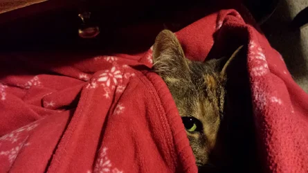Lap cat.webp