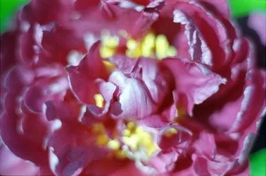 Hydrangea 1.webp Hydrangea 1.webp