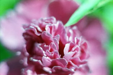 Hydrangea 2.webp Hydrangea 2.webp