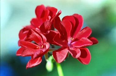 Red geranium.webp Red geranium.webp
