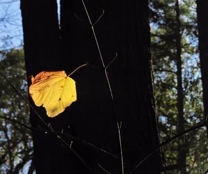 rs Yellow Leaf.webp