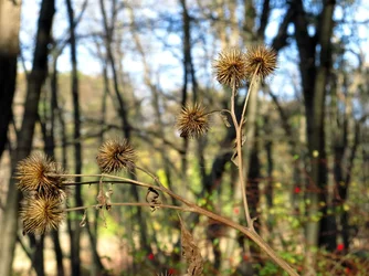 rs Burrs.webp