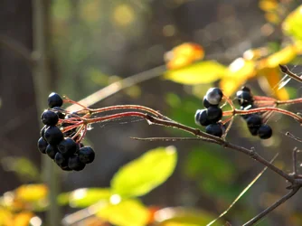 rs Berries.webp