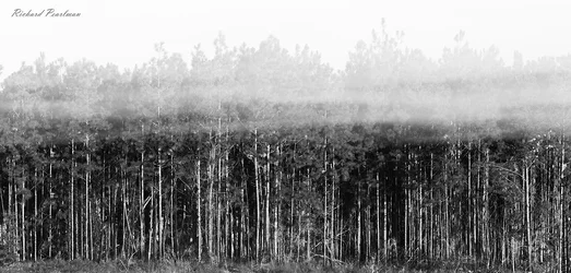 Treeline Fog cloned 2 web.webp