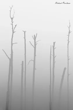 Dead trees in fog web.webp
