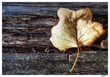 leaf sig.webp