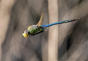 Dive-Bomber.webp