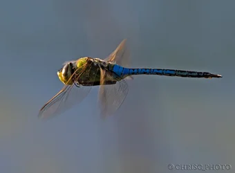 This-Dragon's-Not-Draggin'.webp