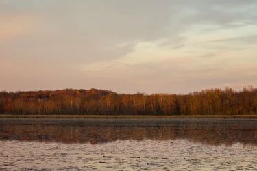 Marsh Reflection.webp