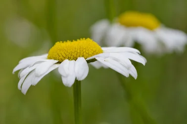 daisy_0152small.webp
