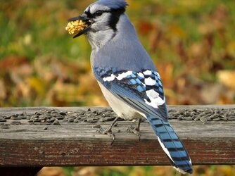 BlueJay1.jpg