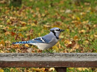 BlueJay4.jpg