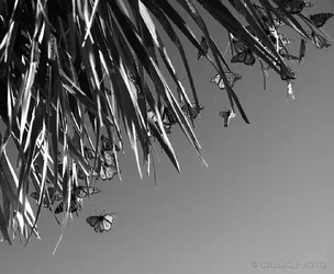Like-Falling-Leaves.webp