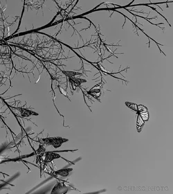 Winter's-Last-Lament.webp