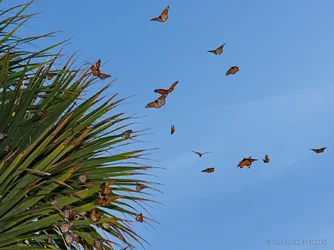 Vuelo-de-los-Reyes.webp